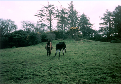 Patrick a young male  with one of the mares